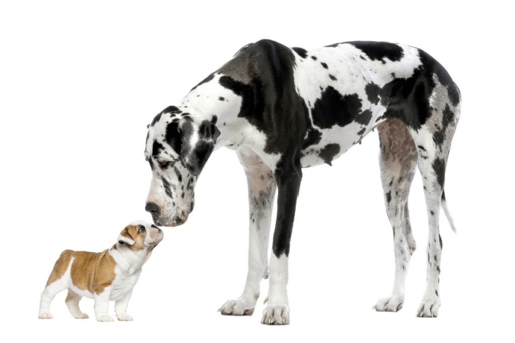 legowisko dla małego psa