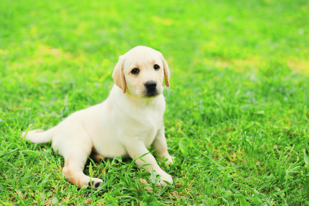 chronić psa przed kleszczami