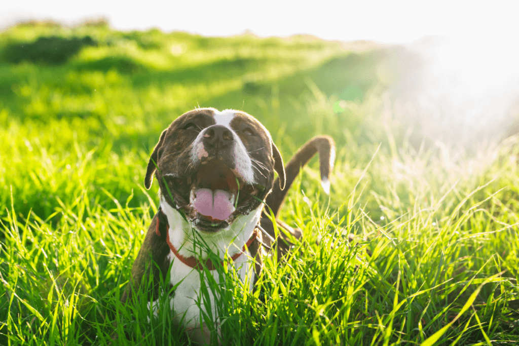 ochrona psa przed kleszczami