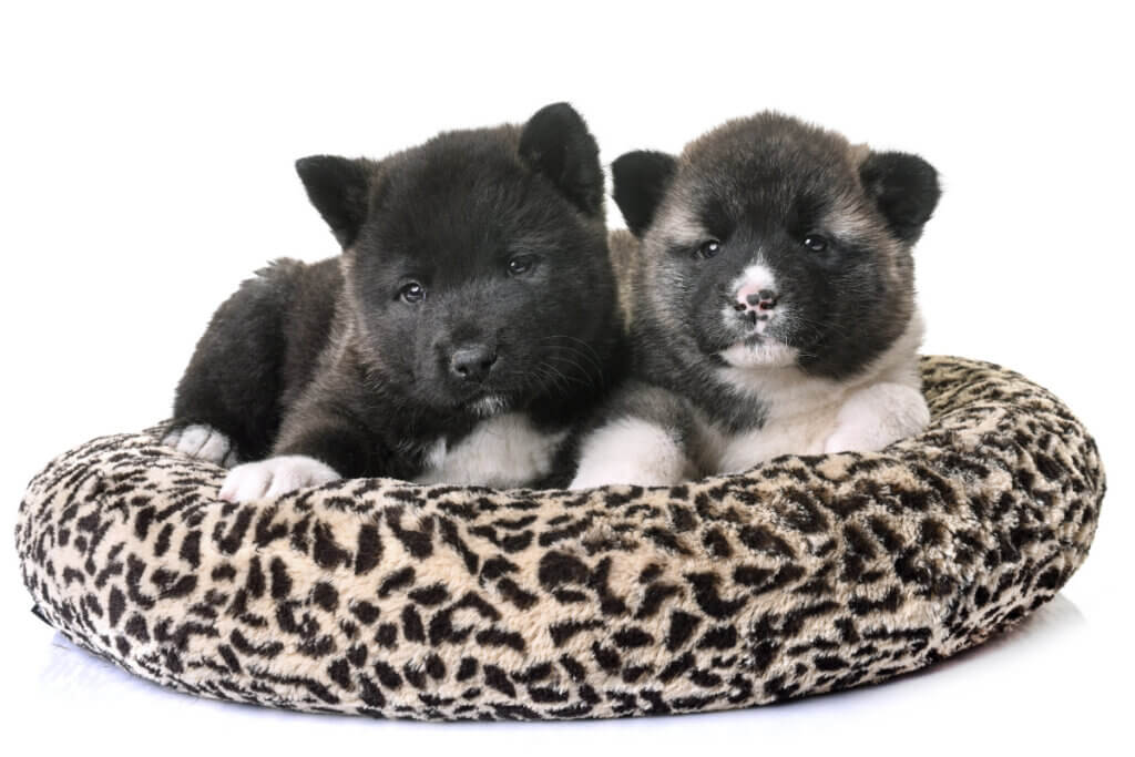 legowisko dla szczeniaka