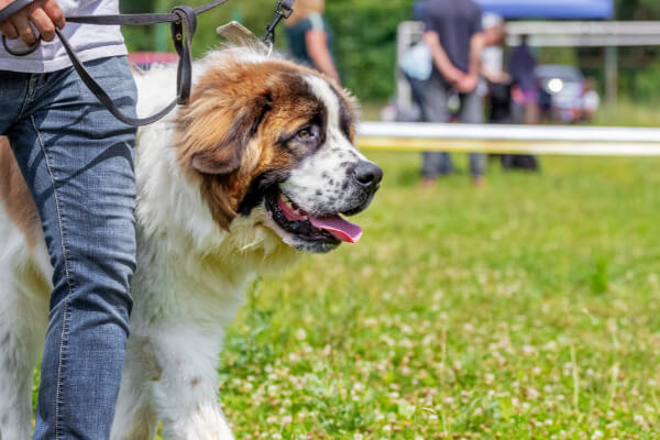 legowisko dla dużego psa