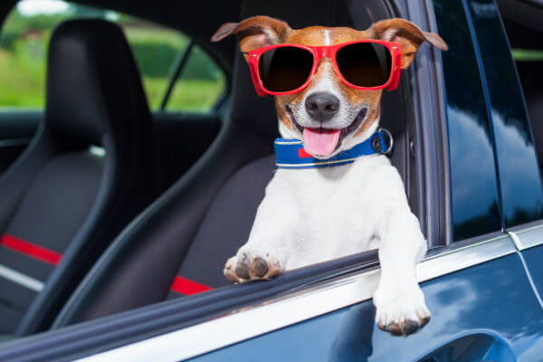 Legowisko dla psa do samochodu