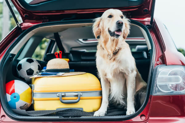 Legowisko dla psa do samochodu