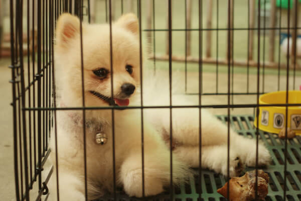 legowisko dla psa w klatce