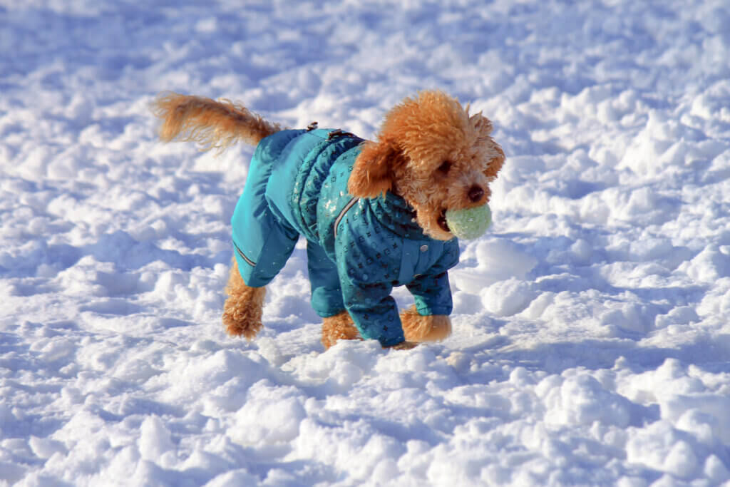 pies zimą