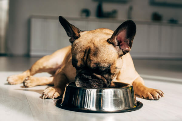 buldog francuski żywienie