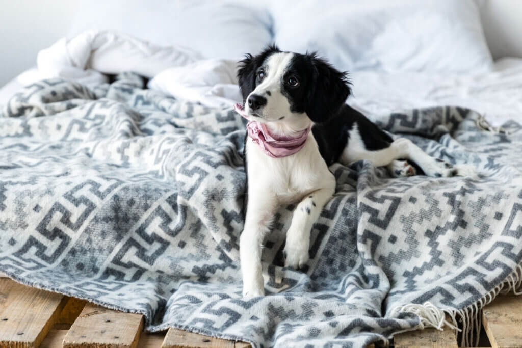 spanie z psem w łóżku