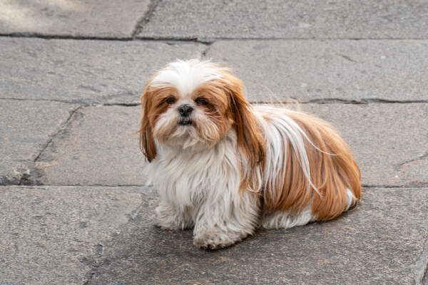 shih tzu