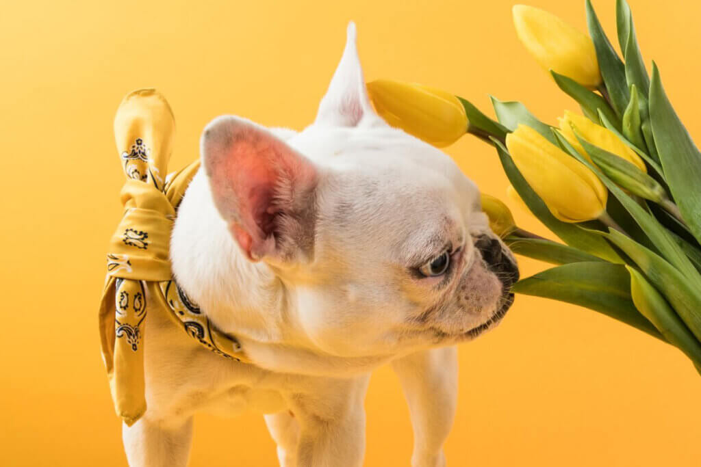 zapachu nie lubi pies