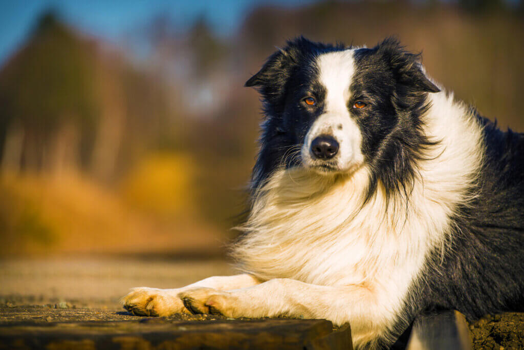 border collie