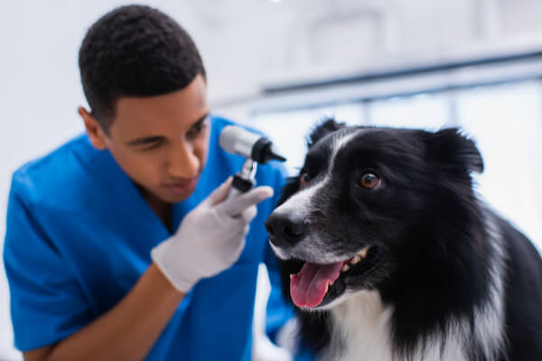 border collie zdrowie
