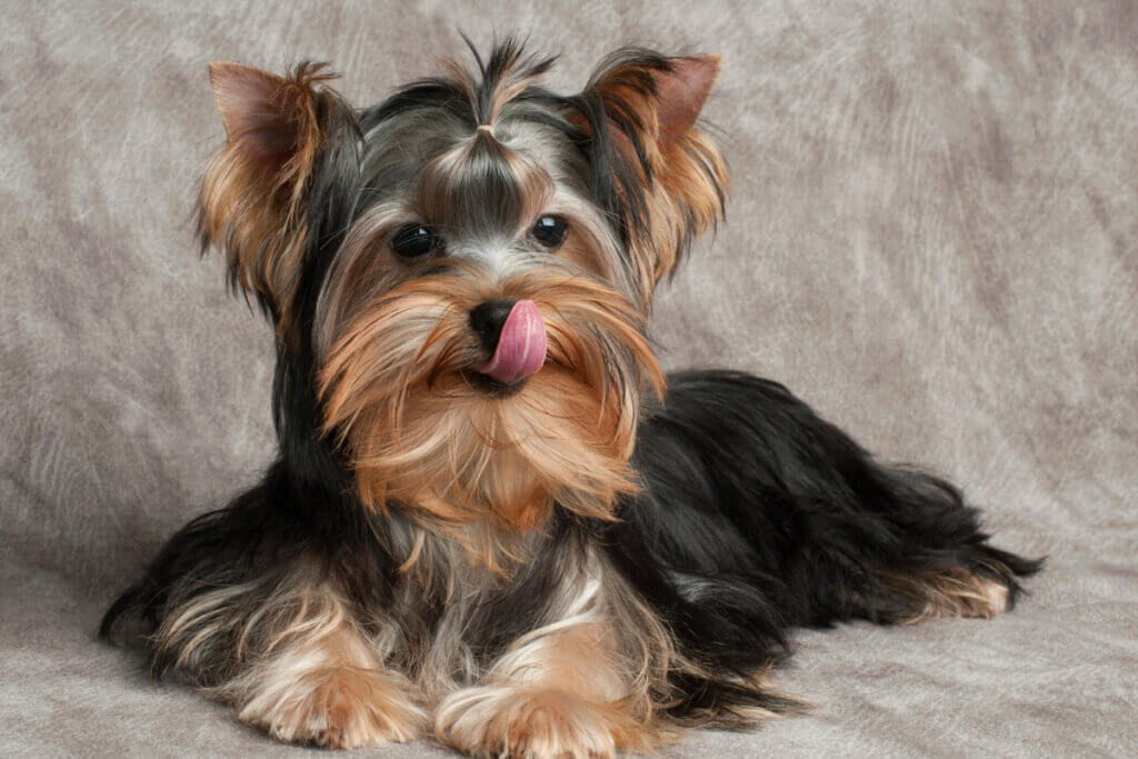yorkshire terrier