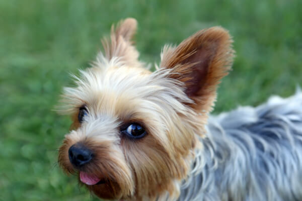 yorkshire terrier