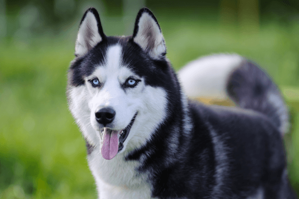 husky syberyjski