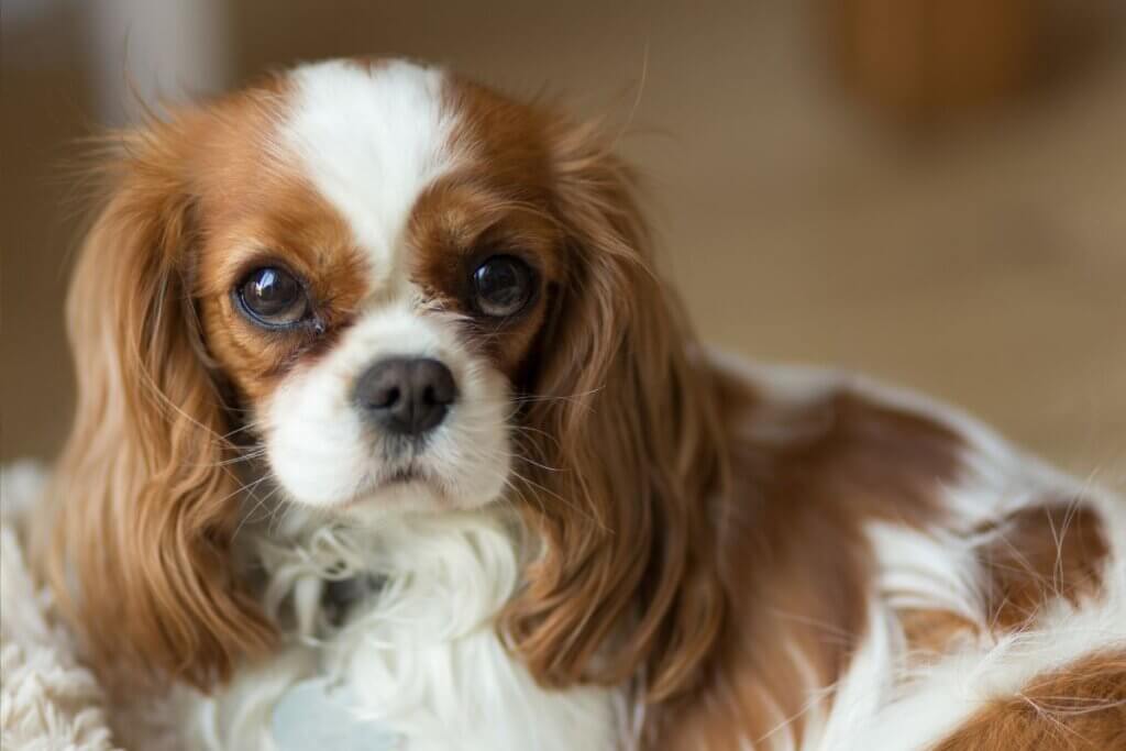 Cavalier king charles spaniel