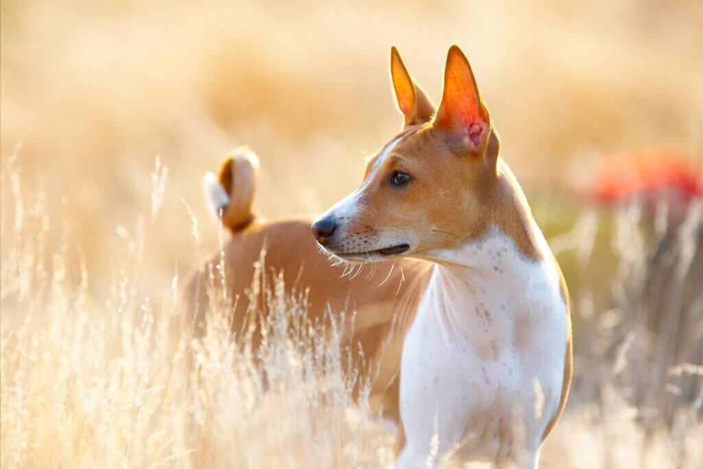 basenji