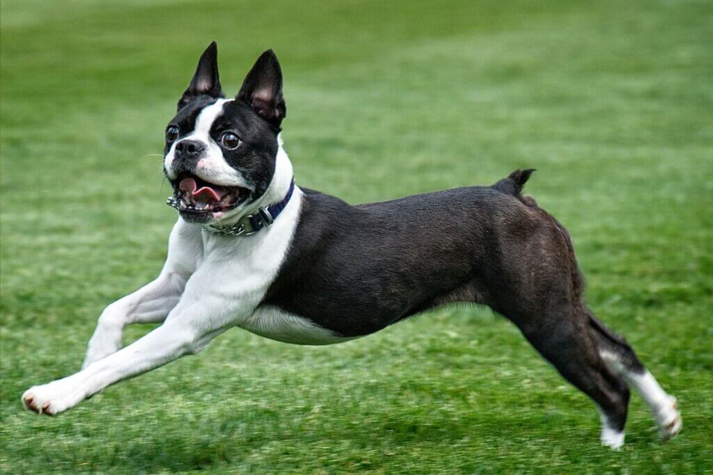 boston terrier