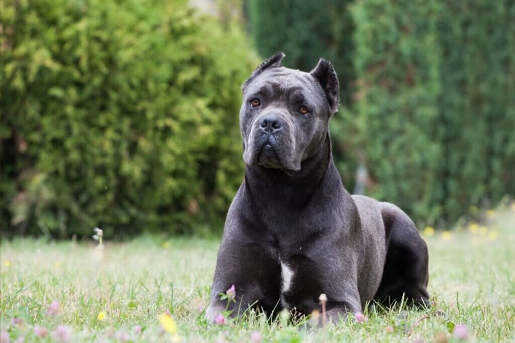 cane corso