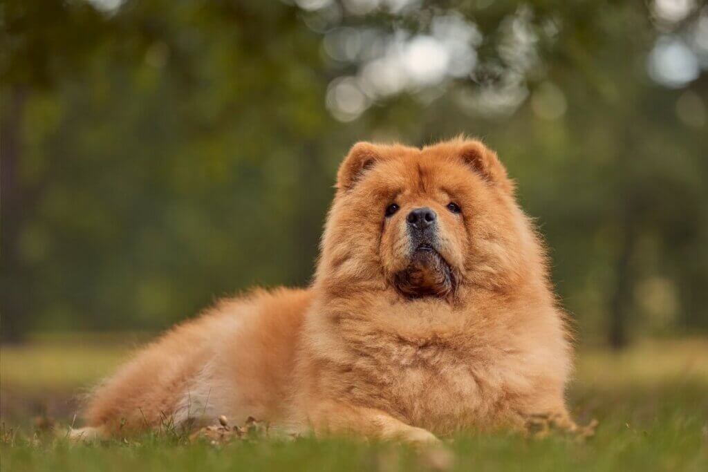 chow chow