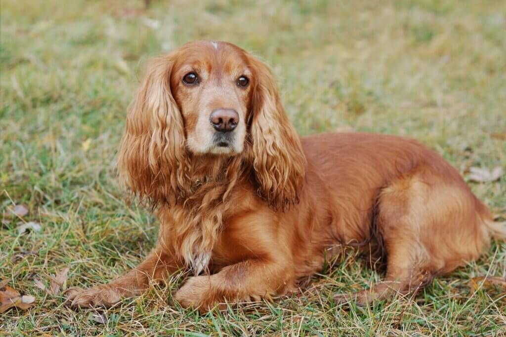 cocker spaniel