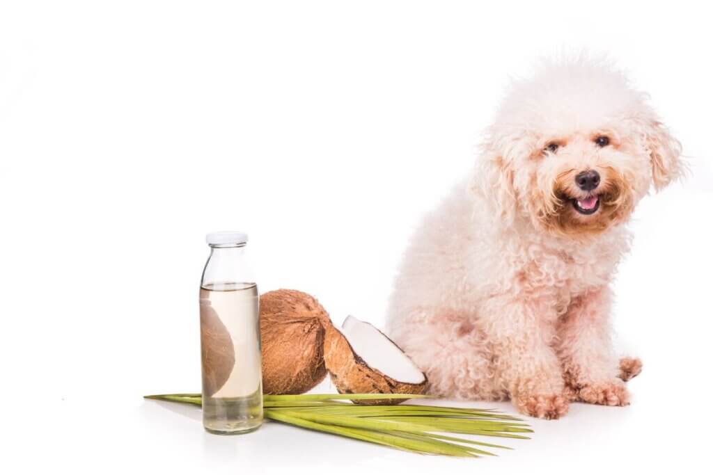 olej kokosowy dla psa