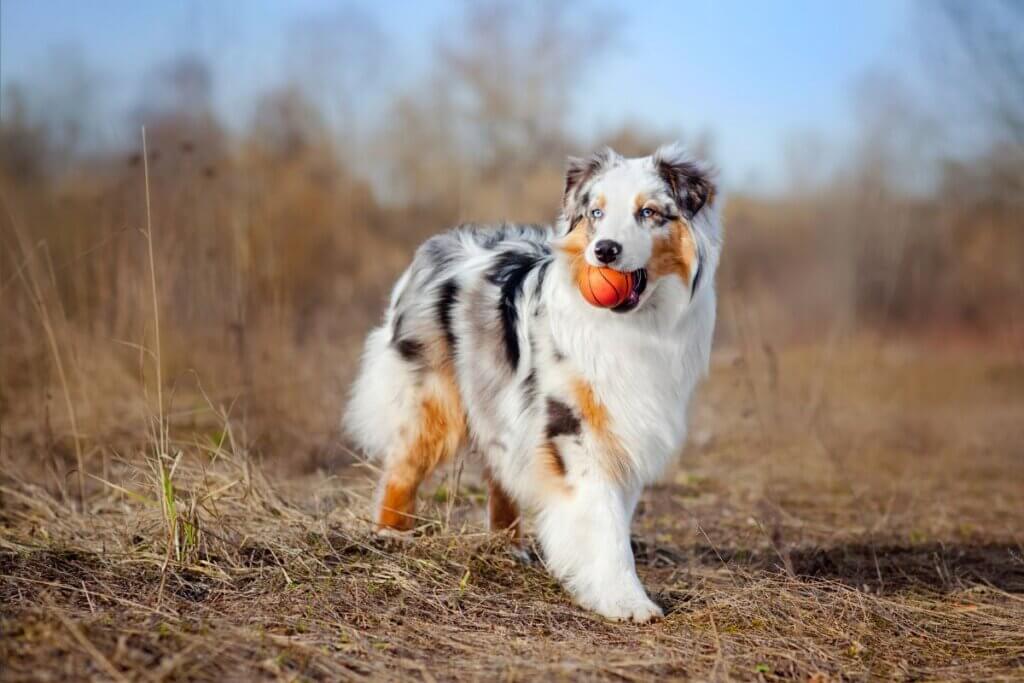 owczarek australisjki