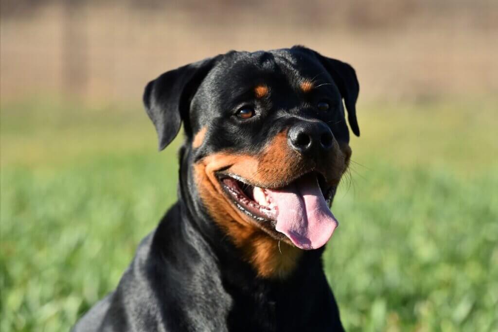 rottweiler