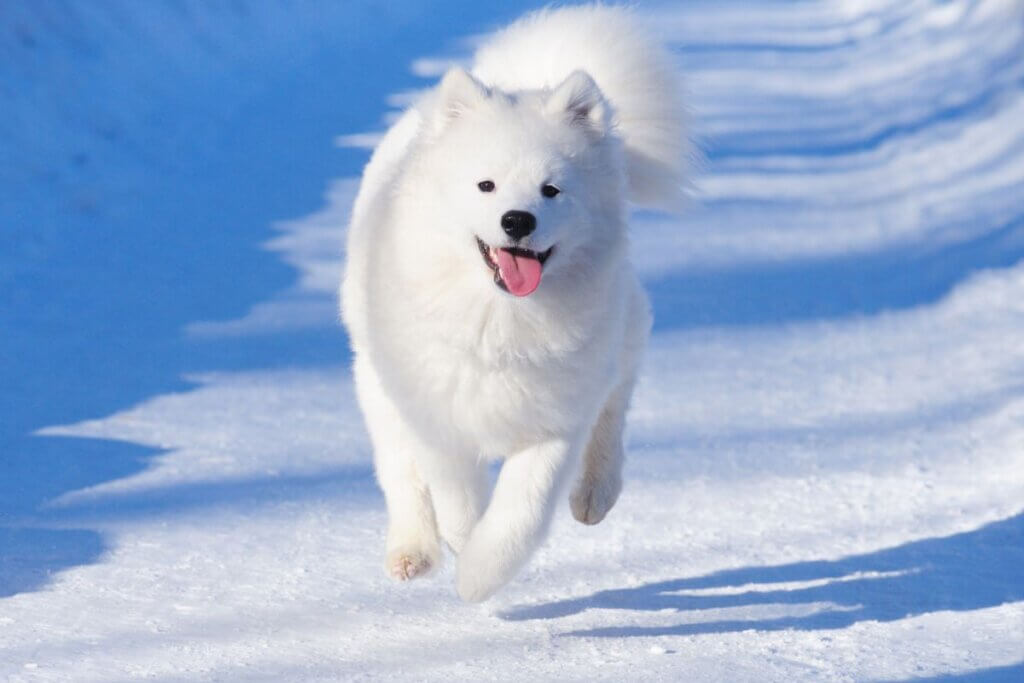 samojed