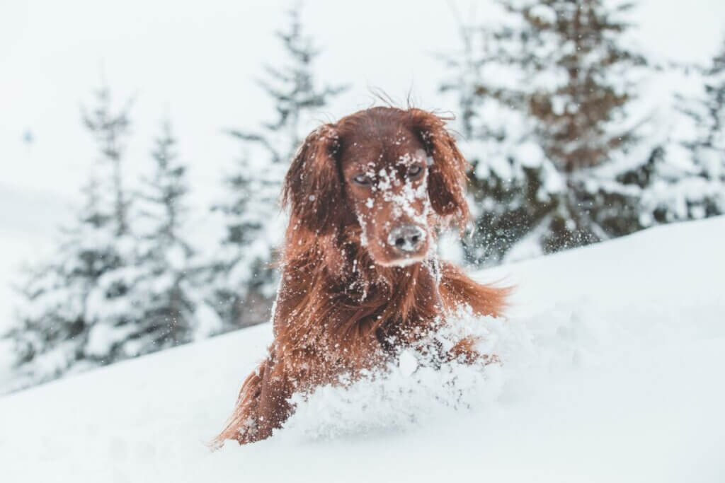 wazelina na łapy psa
